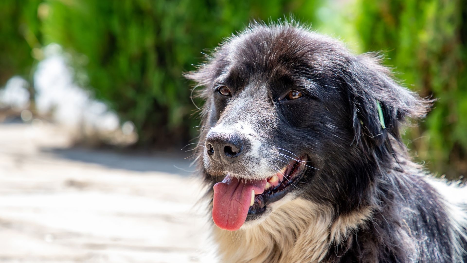 Evcil Hayvanlarınızı Sıcak Havalarda Nasıl Korursunuz?